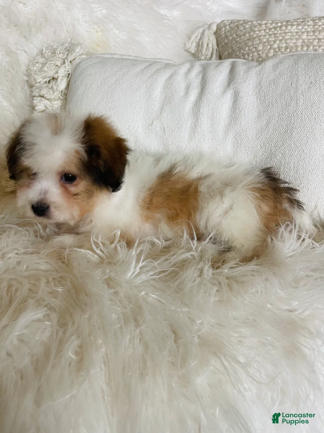 Mixed Breed dogs for sale: Chanel-SPRING BREAK SALE - Ad 7
