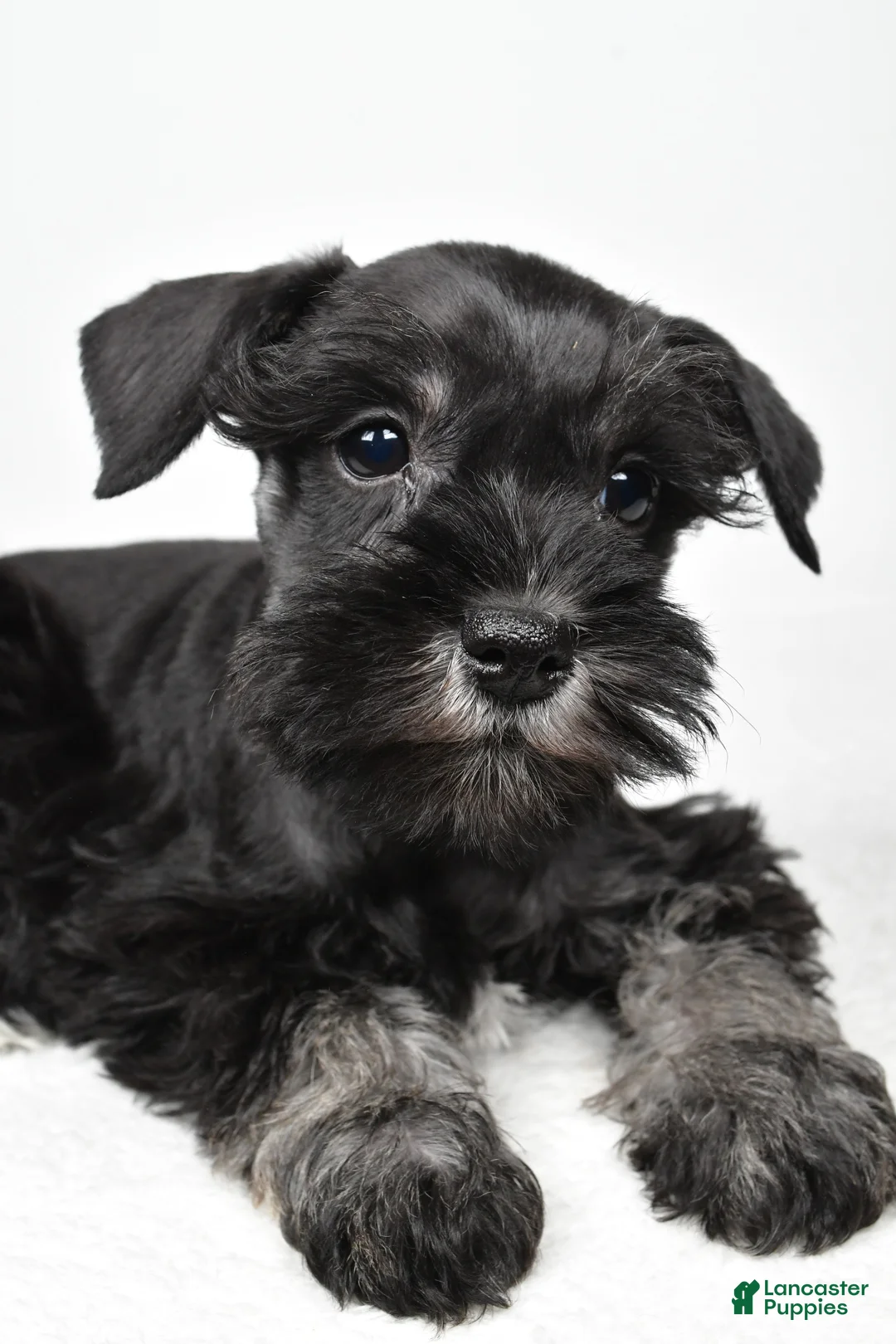 Miniature Schnauzer dogs for sale: Jaci - Ad 10