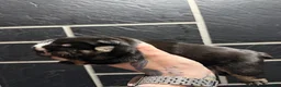 English Bulldog dogs for sale: Black tri  - Ad 8