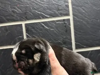 English Bulldog dogs Black tri - Ad 36