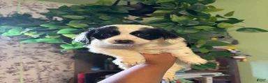Snoopy