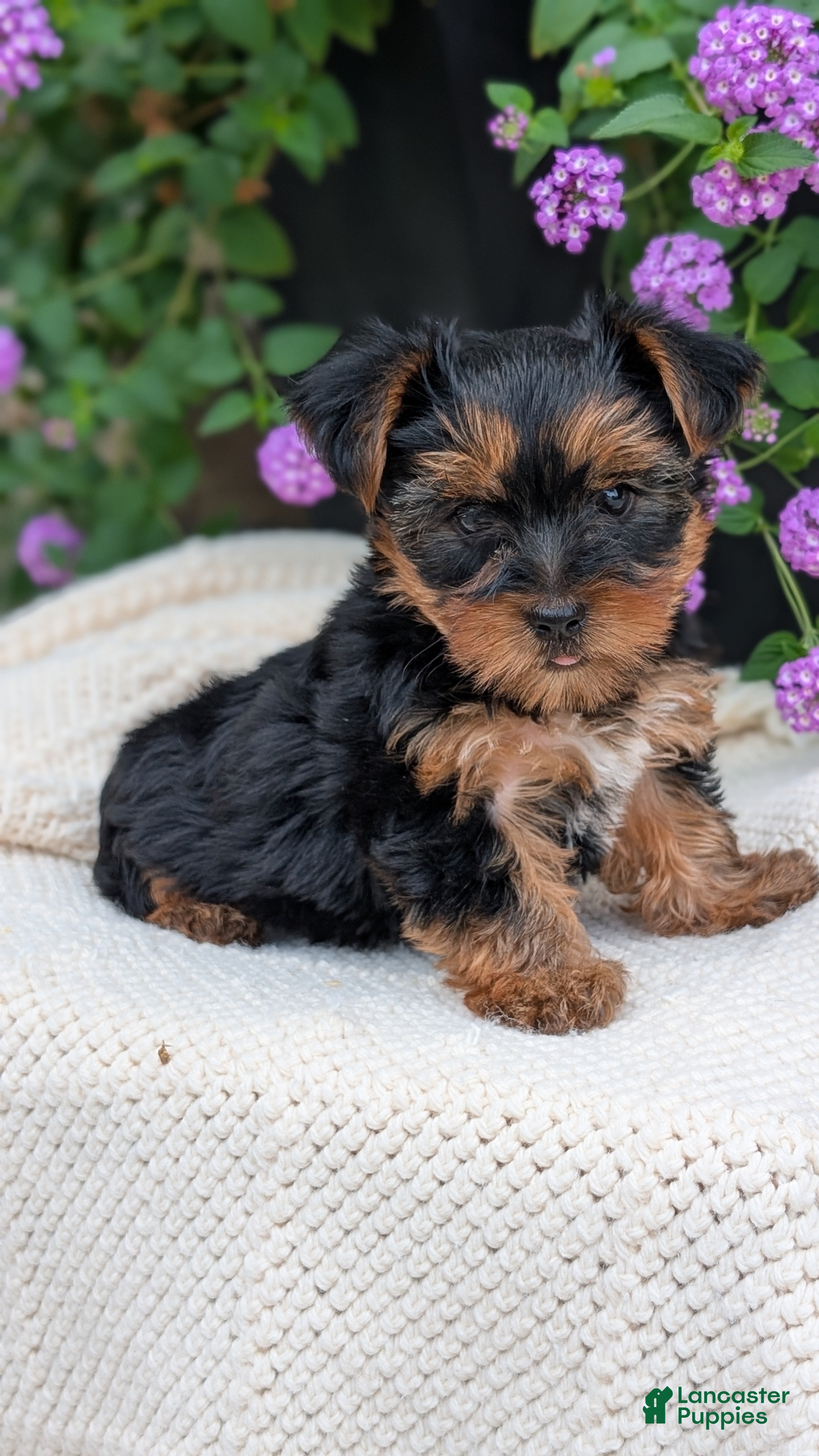 Yorkshire Terrier dogs Zeus - Ad 2