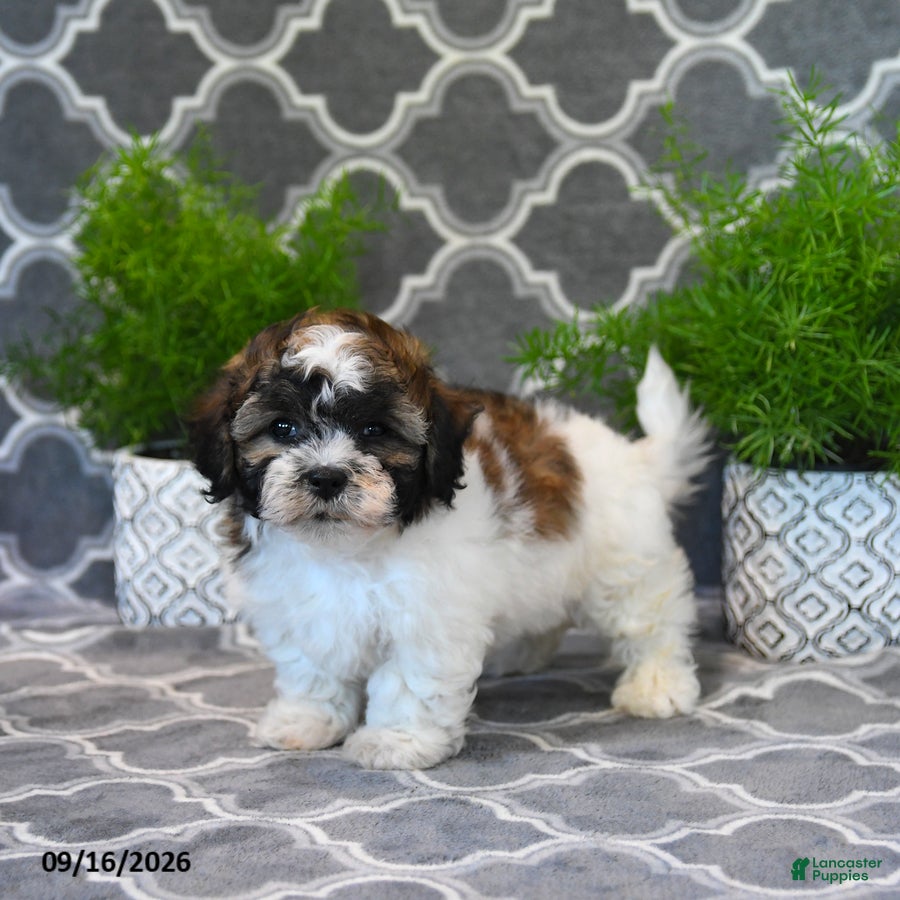 Fern