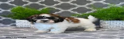 Mixed Breed dogs for sale: Fern - Ad 5