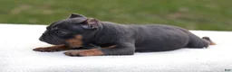 American Bully dogs for sale: Blue Tri - Ad 2