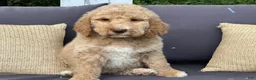 Goldendoodle dogs for sale: Willow /Black - Ad 4
