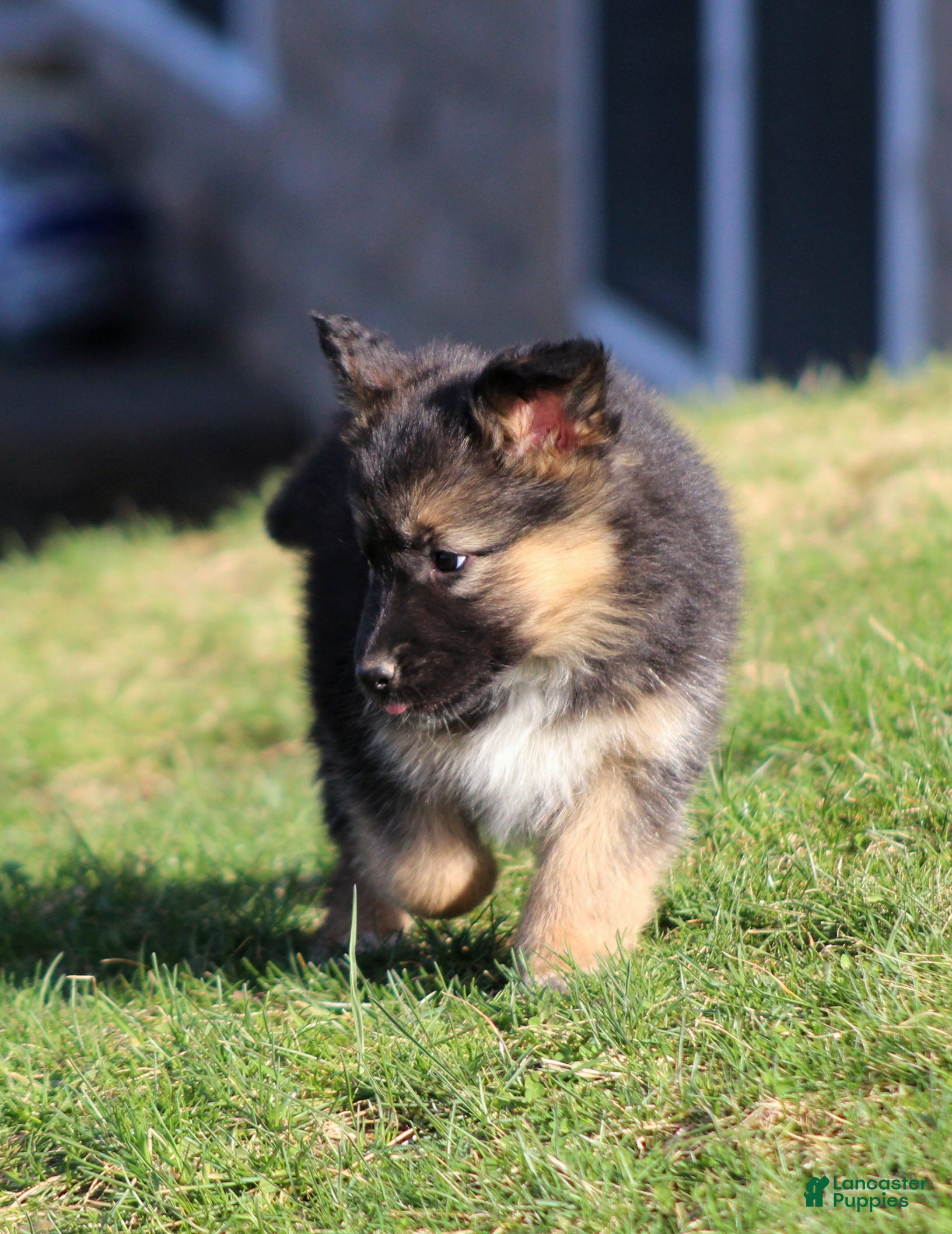 Mixed Breed dogs Denver  - Ad 2