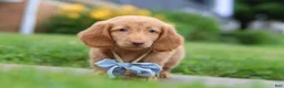 Dachshund dogs for sale: Chance - Ad 6