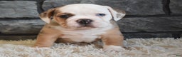 Mixed Breed dogs for sale: Bubba  - Ad 5