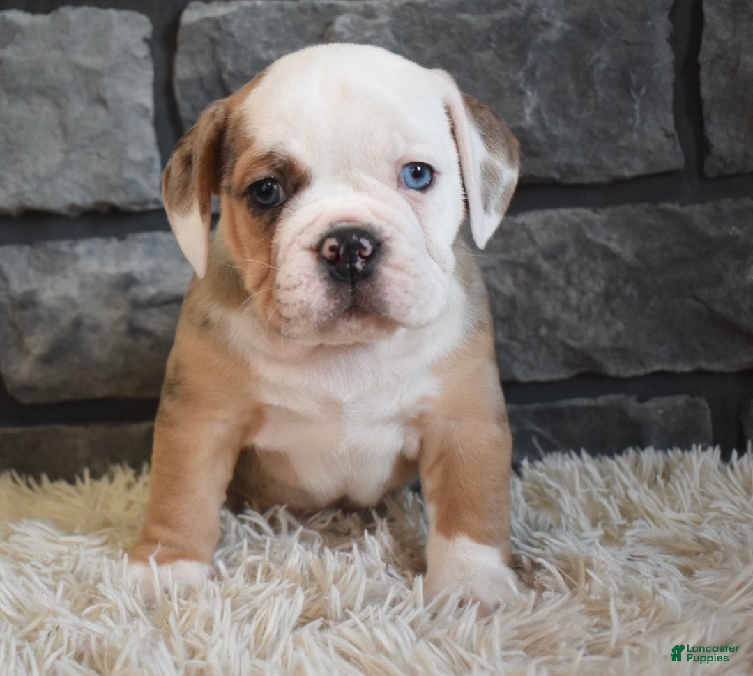 Mixed Breed dogs for sale: Bubba  - Ad 5