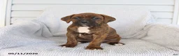 Boxer dogs for sale: Rusty - Ad 5