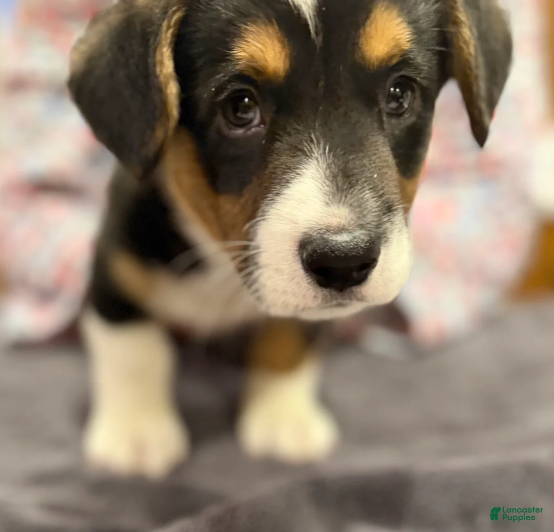 Welsh Corgi Cardigan dogs for sale: Patches - Ad 1