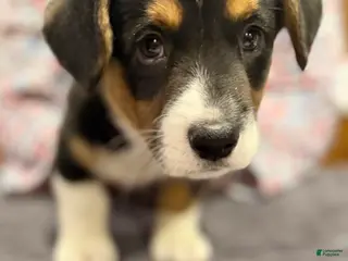 Welsh Corgi Cardigan dogs for sale: Patches - Ad 1