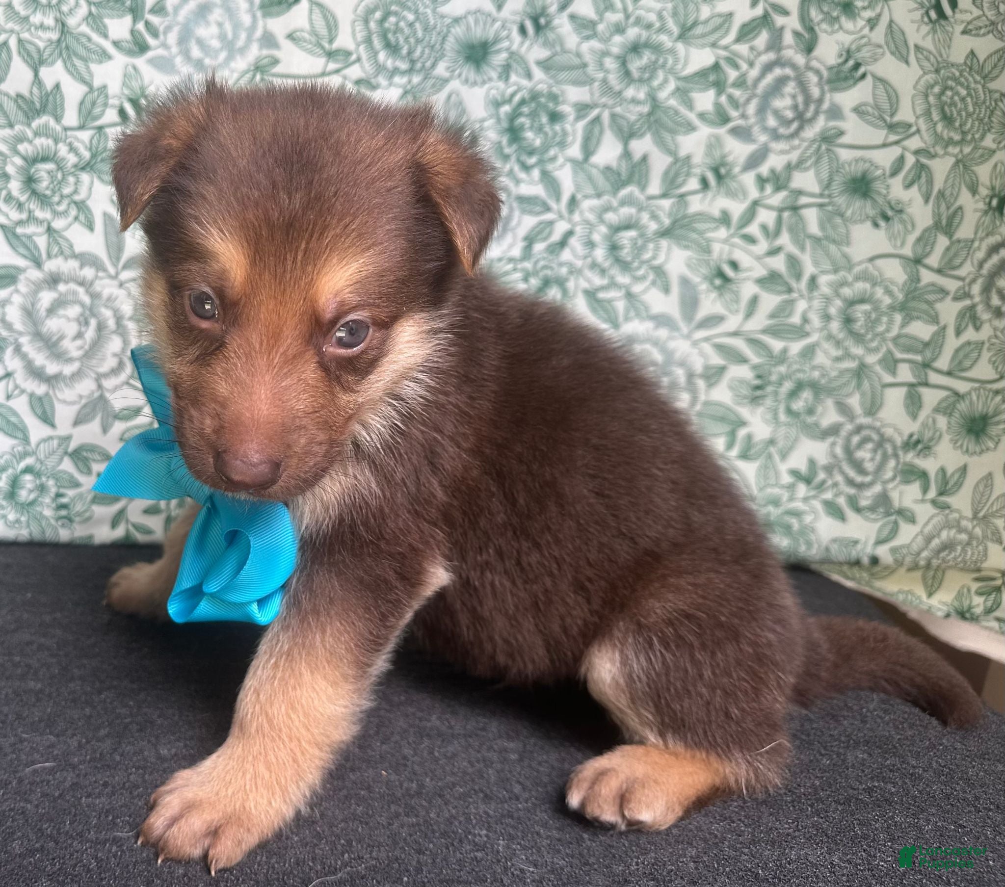 German Shepherd dogs Oak - Ad 1