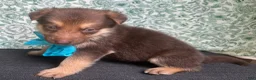 German Shepherd dogs for sale: Oak - Ad 1