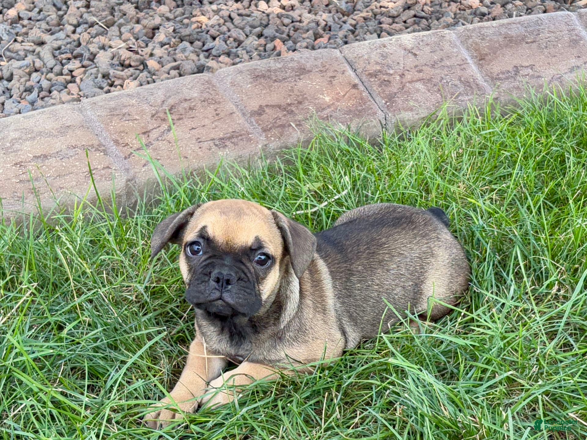 French Bulldog dogs Candice - Ad 2