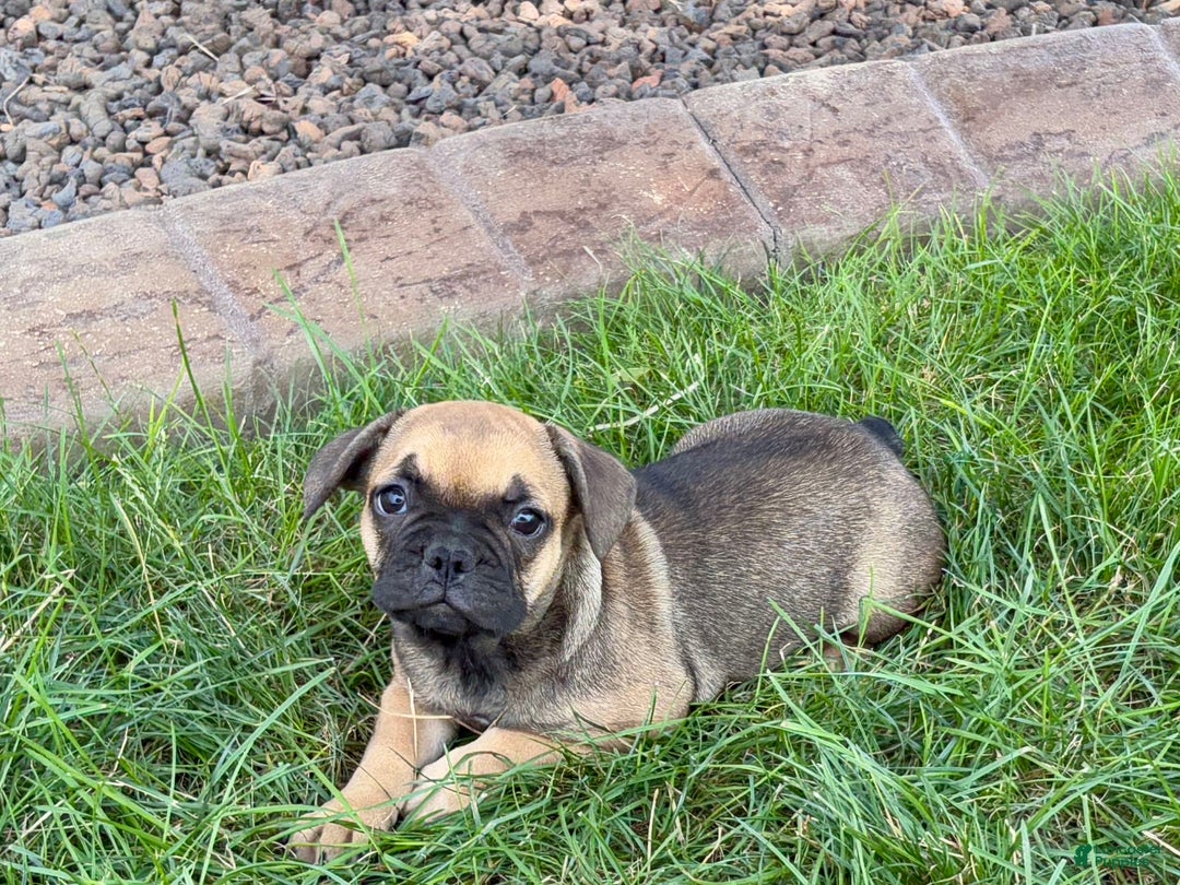 French Bulldog dogs for sale: Candice - Ad 2