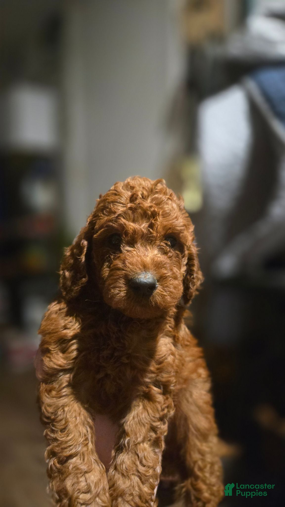 Mini Goldendoodle dogs Mini Goldendoodle 2 - Ad 8
