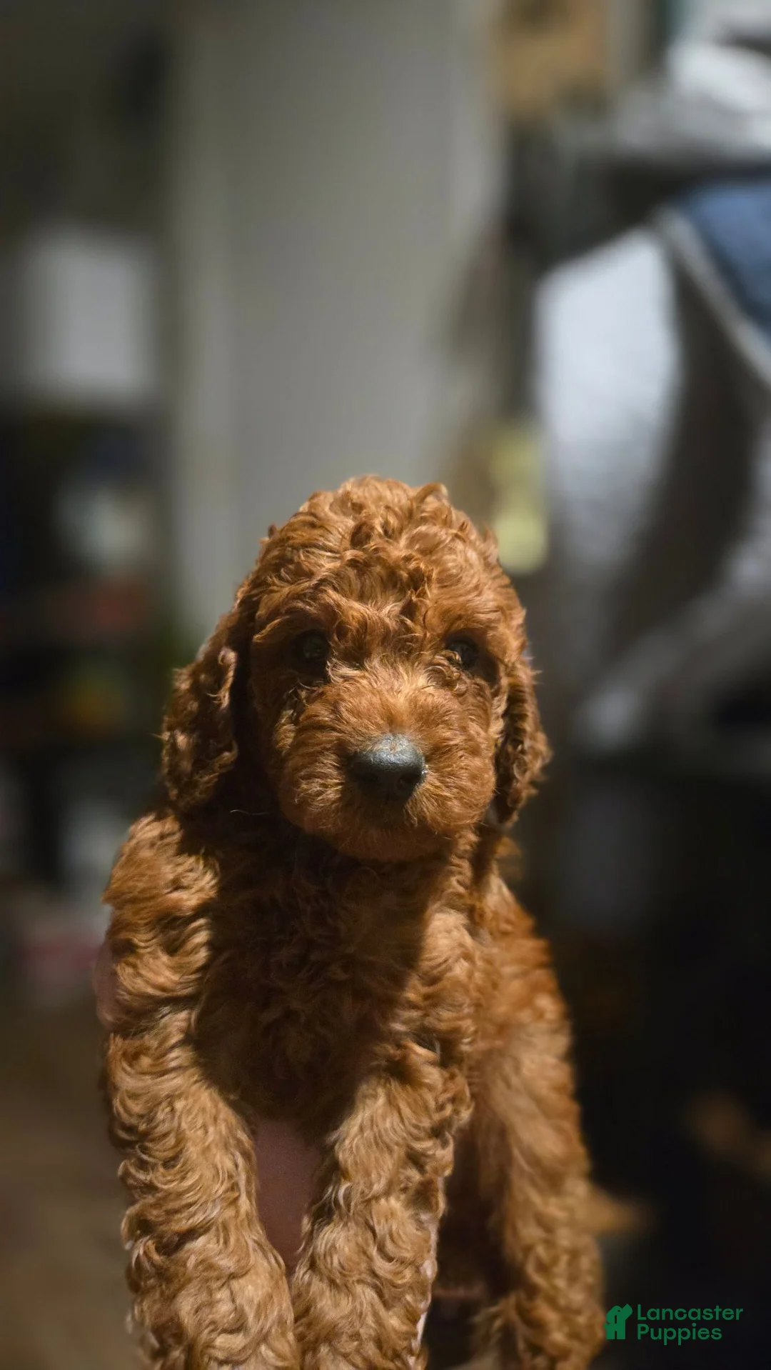 Mini Goldendoodle dogs for sale: Mini Goldendoodle 2 - Ad 1