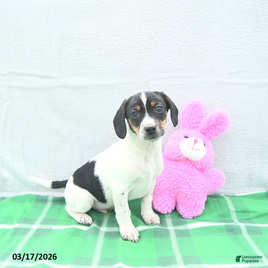Mixed Breed dogs Oliver - Ad 1