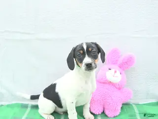 Mixed Breed dogs for sale: Oliver - Ad 4