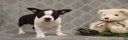 Boston Terrier dogs for sale: Chance - Ad 8