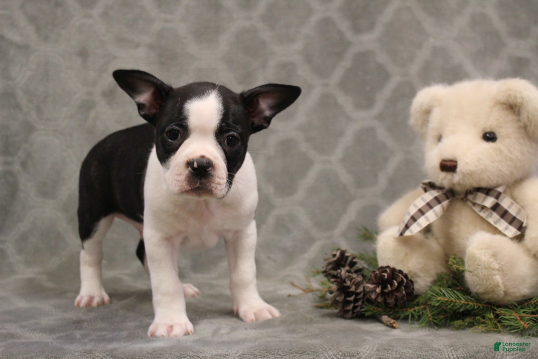 Boston Terrier dogs for sale: Chance - Ad 8
