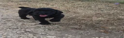 Giant Schnauzer dogs for sale: Giant Schnauzer 1 - Ad 3