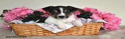 Jack Russell Terrier dogs for sale: Bouncer - Ad 4