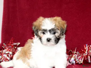 Teddy Bear dogs Zelda - Ad 41