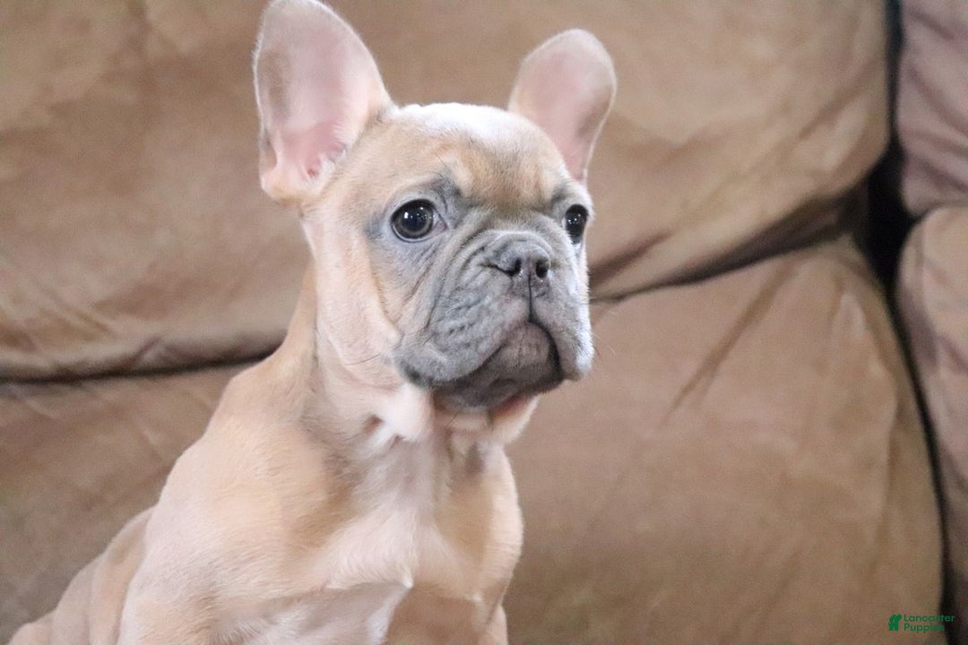 French Bulldog dogs for sale: Sugarplum - Ad 4