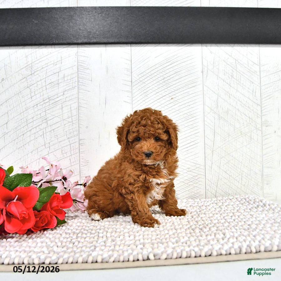 Miniature Poodle dogs Kaiden - Ad 1