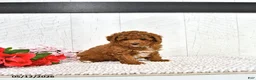 Miniature Poodle dogs for sale: Kaiden - Ad 14