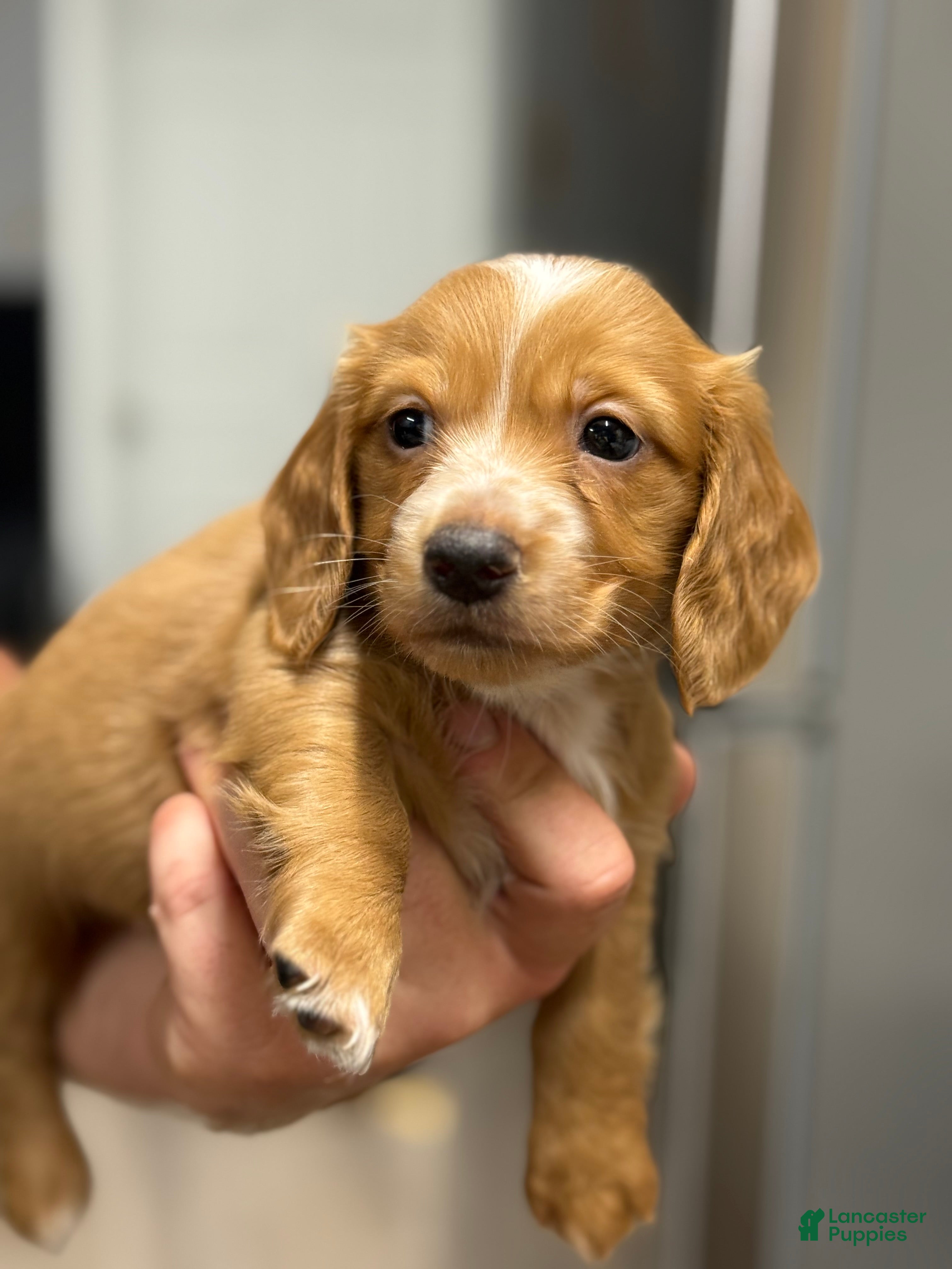 Miniature Dachshund dogs Dark cream - Blaze - Ad 3