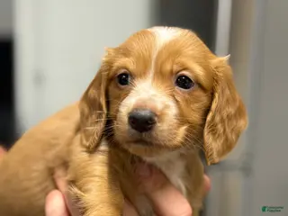 Miniature Dachshund dogs Dark cream - Blaze - Ad 12