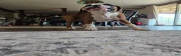 Boxer dogs for sale: Lady - Ad 11