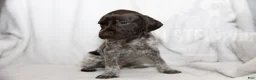 German Shorthaired Pointer dogs for sale: Brown Collar aka Howard - Ad 8