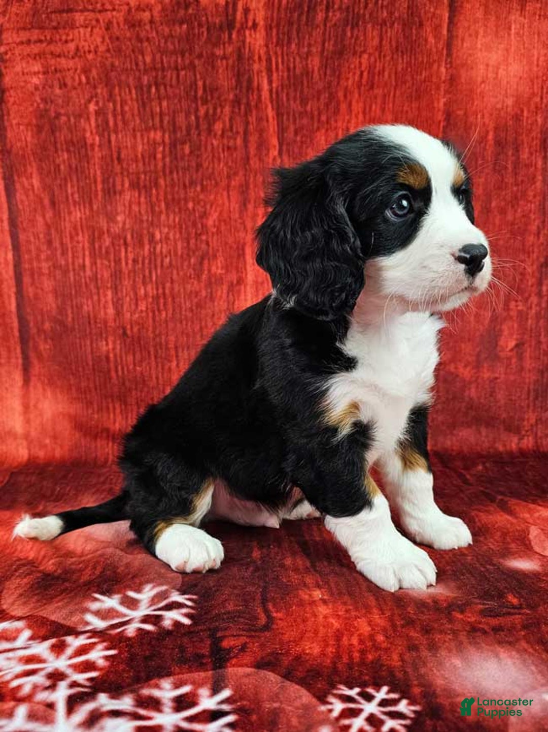 Miniature Bernese Mountain Dog dogs for sale: Mason - Ad 2
