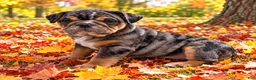 English Bulldog dogs for sale: Perfection  - Ad 1