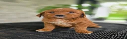 Mini Goldendoodle dogs for sale: Mini Goldendoodle Puppy 1 - Ad 6