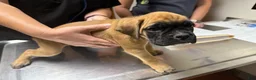 Boxer dogs for sale: Madison AKC Euro - Ad 8