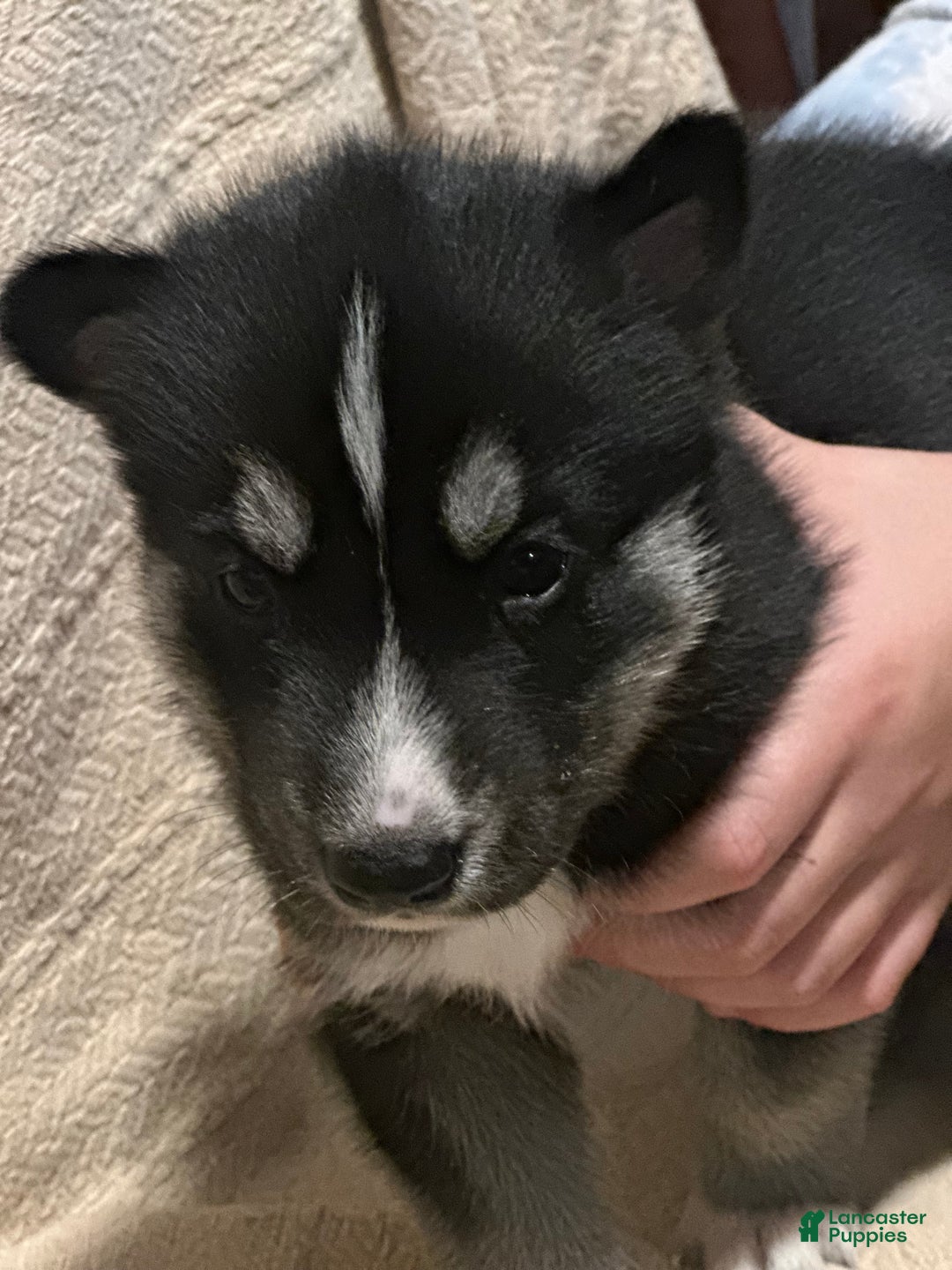 Siberian Husky dogs for sale: Siberian Husky Puppy 1 - Ad 6