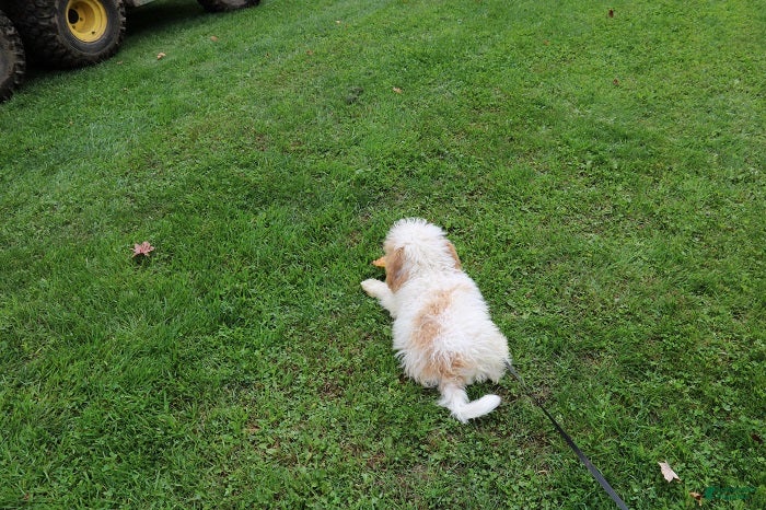 Mini Bernedoodle dogs Mini Bernedoodle 1 - Ad 2