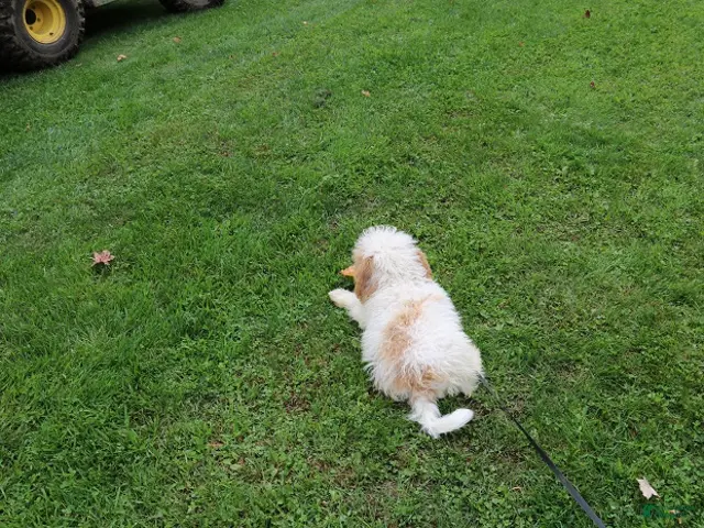Mini Bernedoodle dogs for sale: Mini Bernedoodle 1 - Ad 2