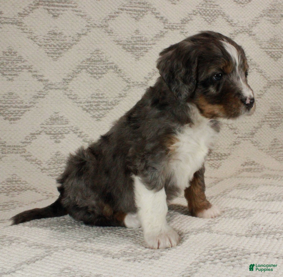 Bernedoodle dogs for sale: Marley - Ad 5