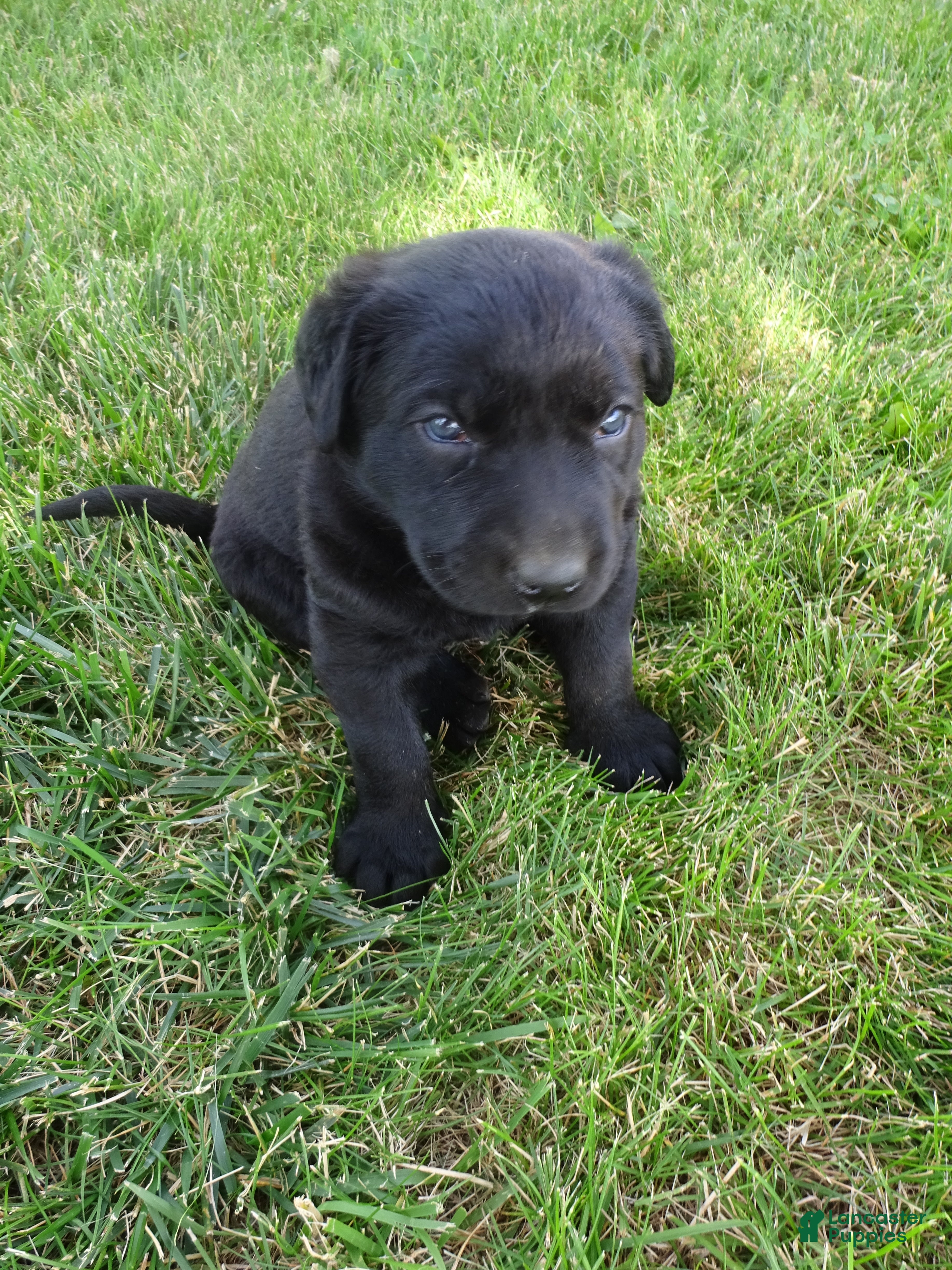 Labrador Retriever dogs Daffodil - Ad 2