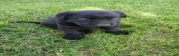 Labrador Retriever dogs for sale: Daffodil - Ad 2