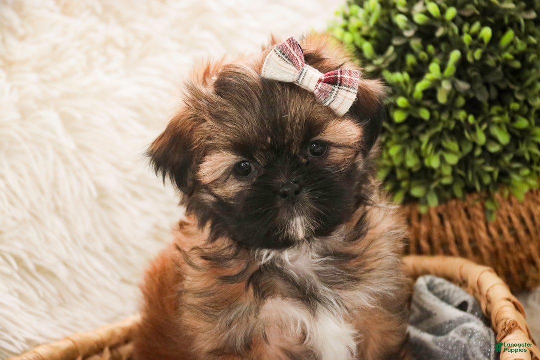 Shih Tzu dogs for sale: Shaina - Ad 5