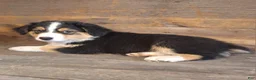 Australian Shepherd dogs for sale: Adam - Ad 18