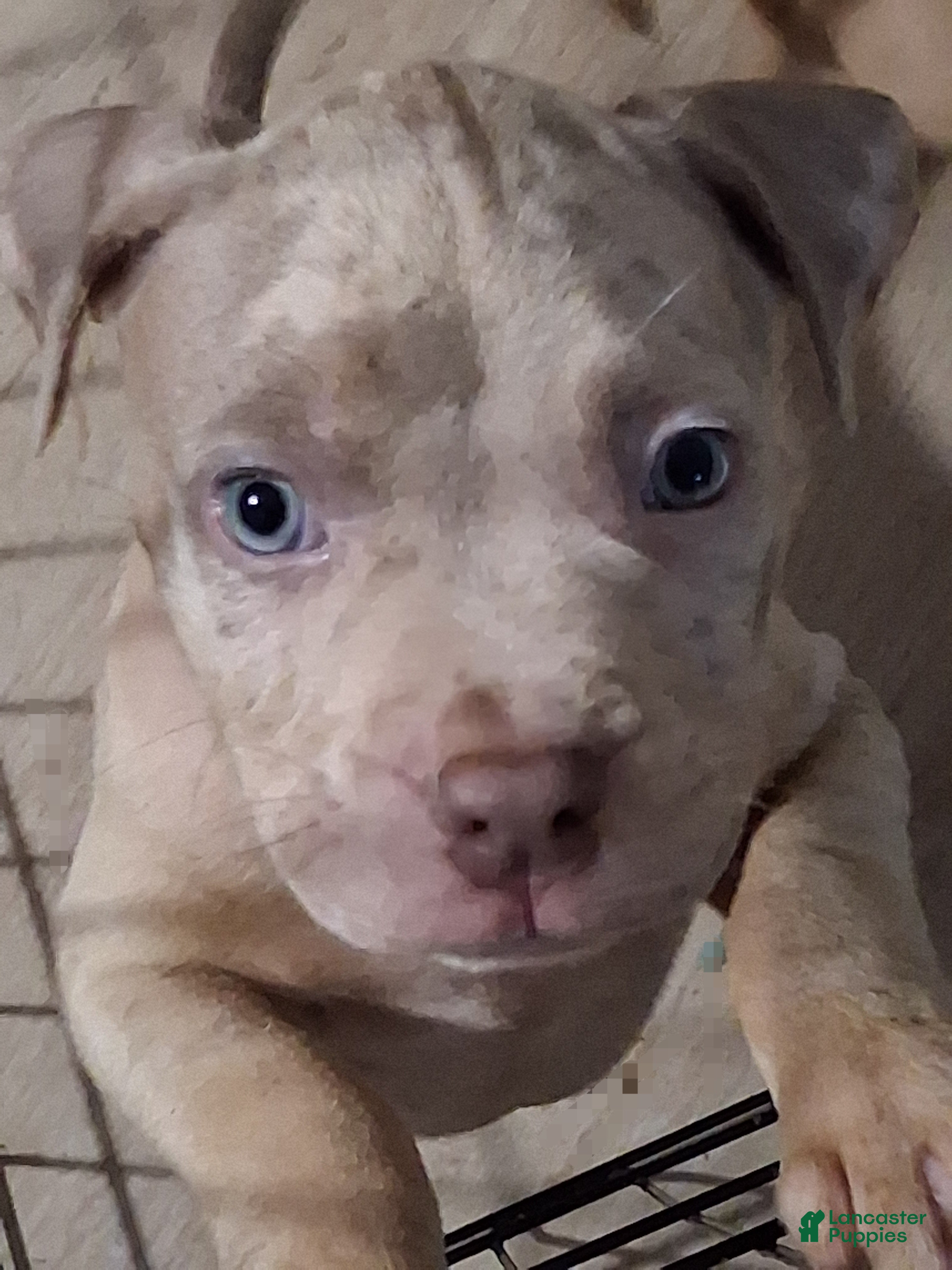American Bully dogs Ghost - Ad 2